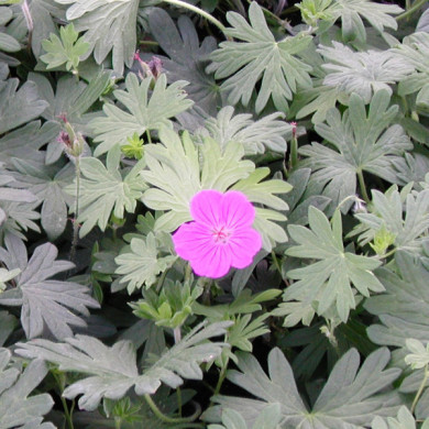 Geranium 'Tiny Monster'