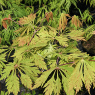 Acer japonicum 'Aconitifolium'