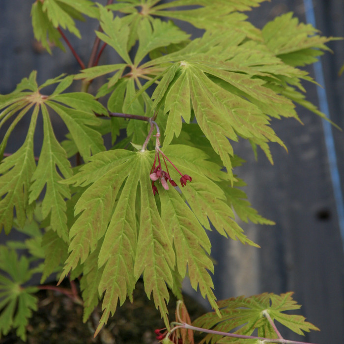 Acer japonicum 'Aconitifolium'