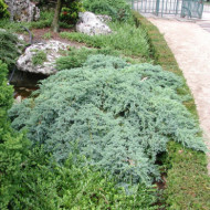 Juniperus squamata 'Blue Carpet'