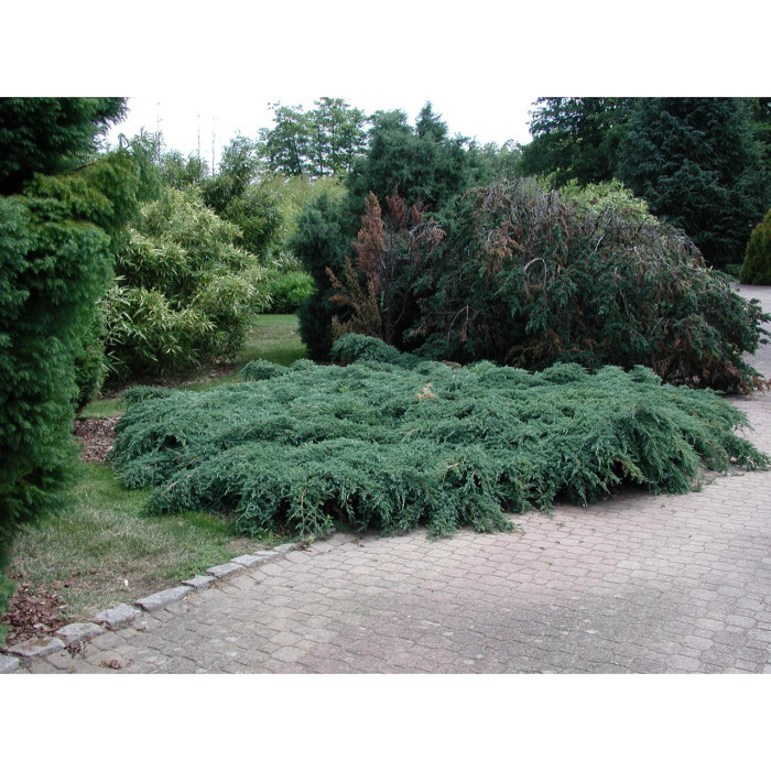 Juniperus squamata 'Blue Carpet'