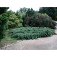Juniperus squamata 'Blue Carpet'