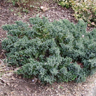 Juniperus squamata 'Blue Star'