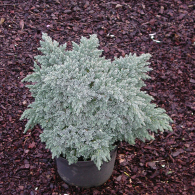 Juniperus squamata 'Blue Star'