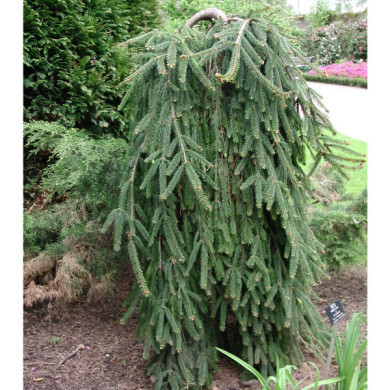 Picea abies 'Inversa'