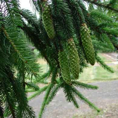 Picea abies 'Inversa'