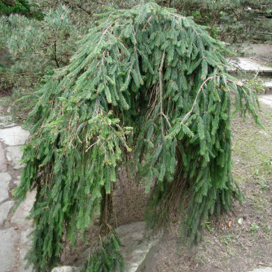 Picea abies 'Inversa'