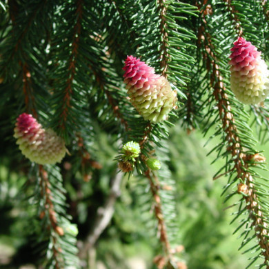Picea abies 'Inversa'