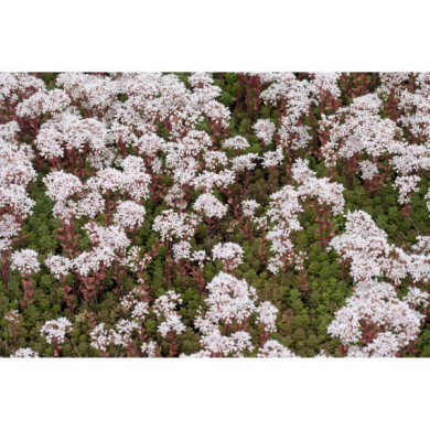 Sedum album 'Coral Carpet'