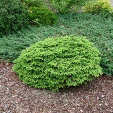 Picea abies 'Nidiformis'