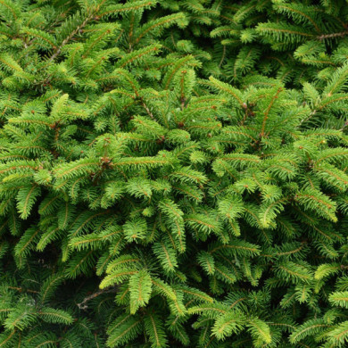Picea abies 'Nidiformis'