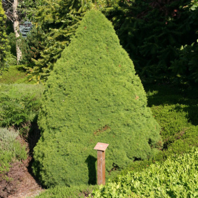 Picea glauca 'Conica'