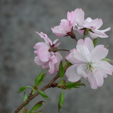 Prunus x subhirtella 'Autumnalis'