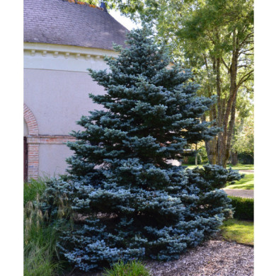 Picea pungens 'Hoopsii'