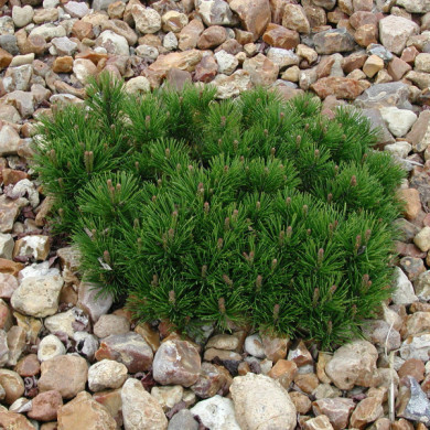 Pinus mugo 'Mops'