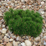 Pinus mugo 'Mops'