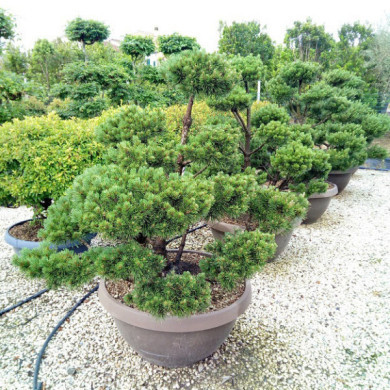 Pinus mugo subsp. mugo