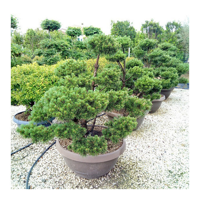 Pinus mugo subsp. mugo