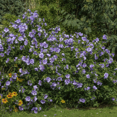Hibiscus syriacus Blue Chiffon® notwood3