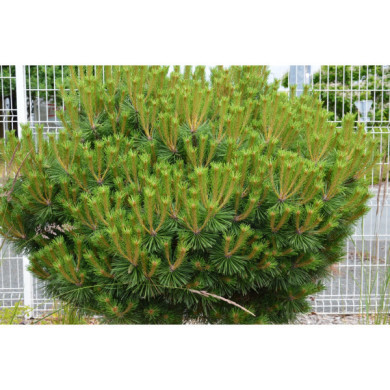 Pinus nigra 'Pierrick Brégeon' BREPO®
