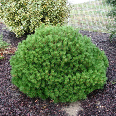 Pinus nigra 'Pierrick Brégeon' BREPO®