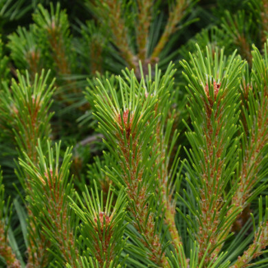 Pinus nigra 'Pierrick Brégeon' BREPO®