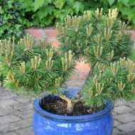 Pinus nigra 'Pierrick Brégeon' BREPO®