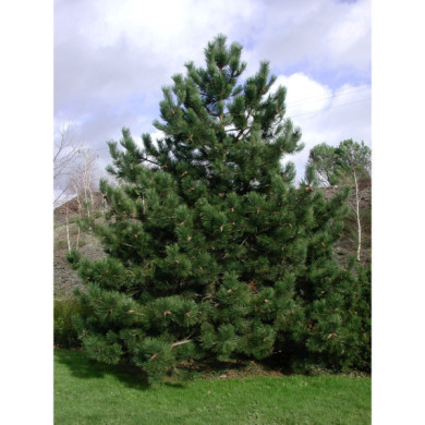 Pinus nigra subsp. nigra