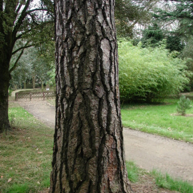 Pinus nigra subsp. nigra