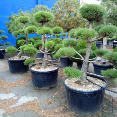 Pinus nigra subsp. nigra