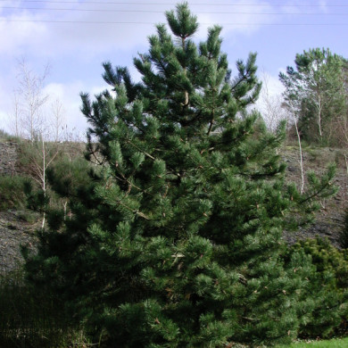 Pinus nigra subsp. nigra