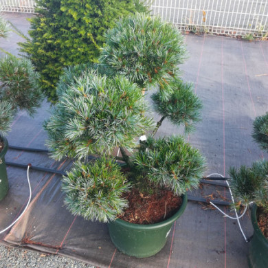 Pinus paviflora 'Glauca'