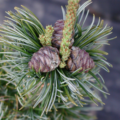 Pinus paviflora 'Glauca'