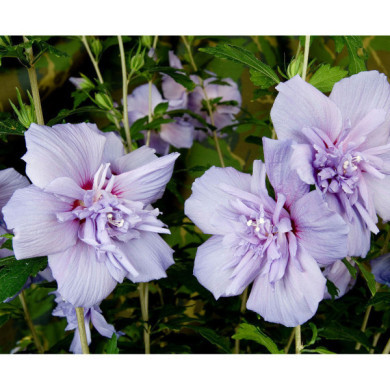 Hibiscus syriacus Blue Chiffon® notwood3