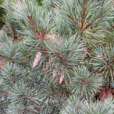 Pinus paviflora 'Glauca'