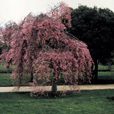 Prunus x subhirtella 'Pendula Rubra'
