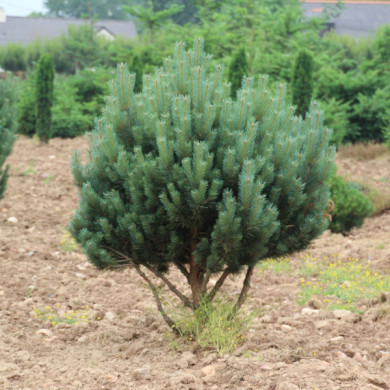 Pinus sylvestris