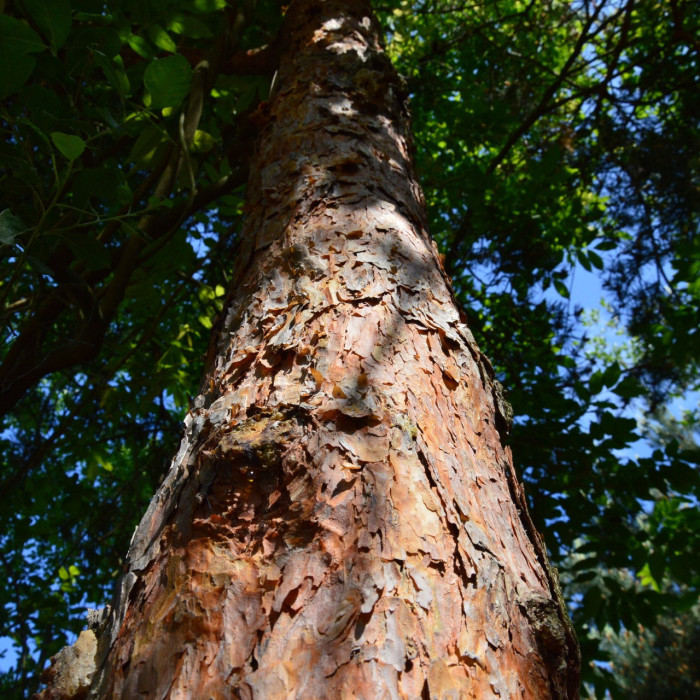 Pinus sylvestris