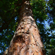 Pinus sylvestris