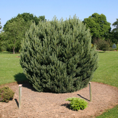 Pinus sylvestris 'Watereri'