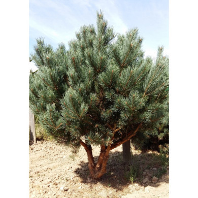 Pinus sylvestris 'Watereri'