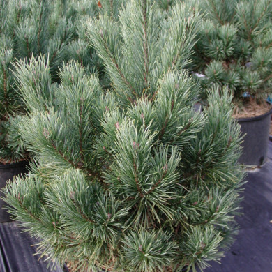 Pinus sylvestris 'Watereri'