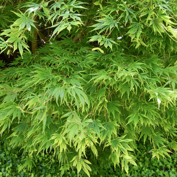 Acer palmatum 'Seiryu'