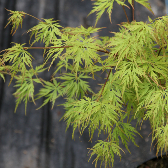 Acer palmatum 'Seiryu'