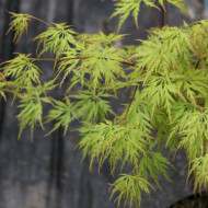 Acer palmatum 'Seiryu'