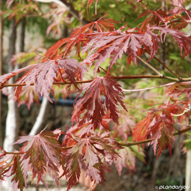 Acer palmatum 'Seiryu'