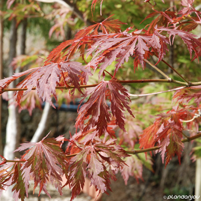 Acer palmatum 'Seiryu'