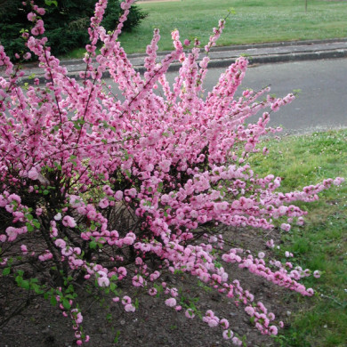Prunus triloba