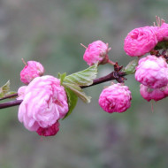 Prunus triloba