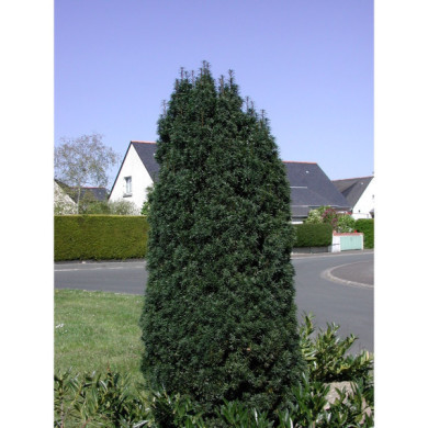Taxus x media 'Hicksii'